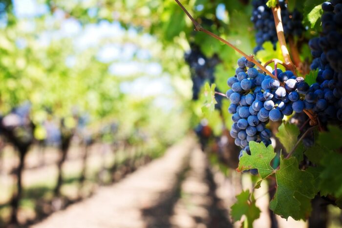 grapes vineyard 700x466