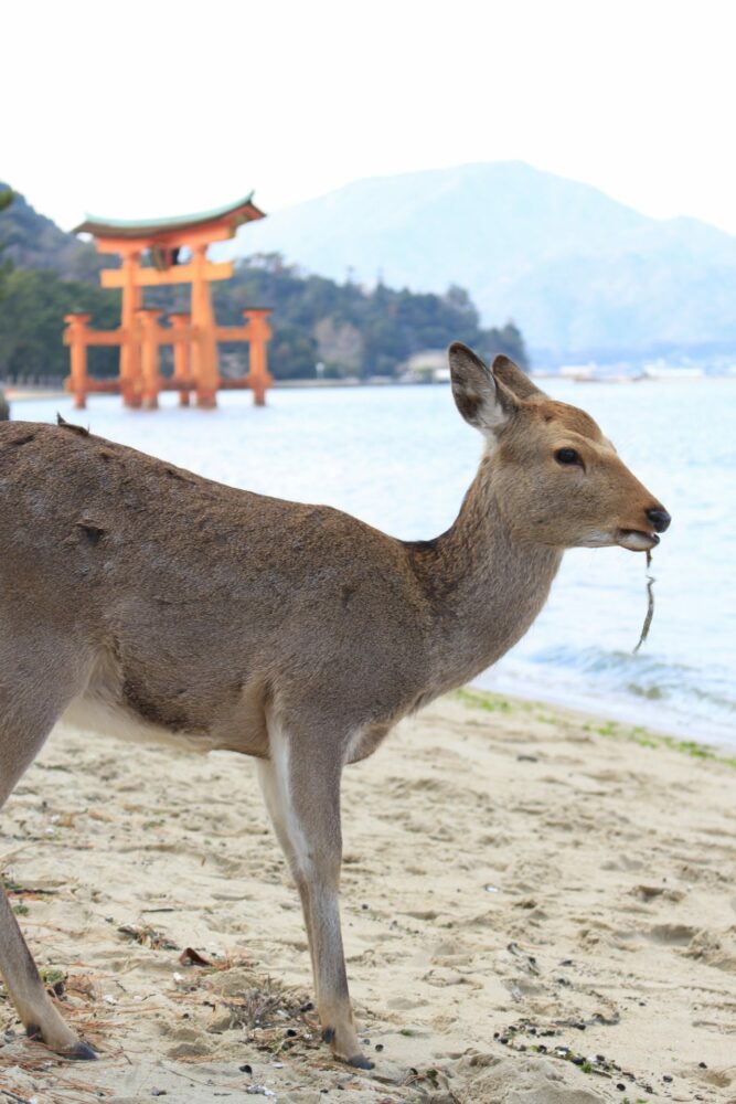 miyajima deer torii 667x1000