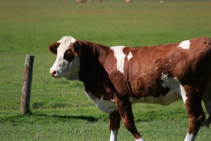 new zealand cow 700x467