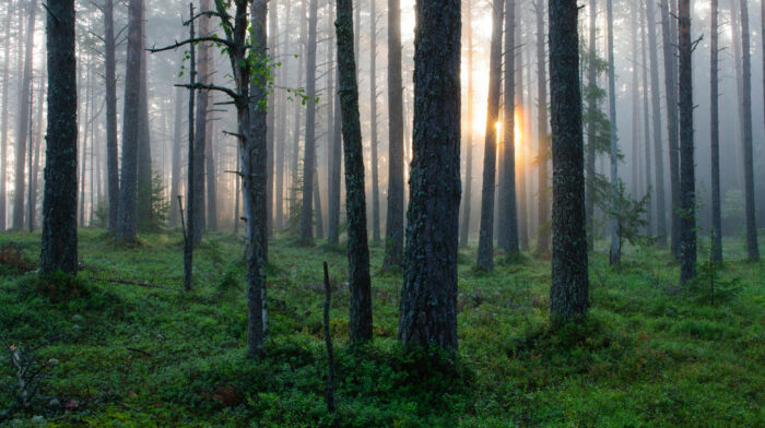 estonian forest 700x392