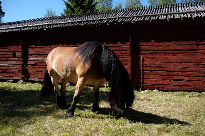vasterbottens museum horse 700x467