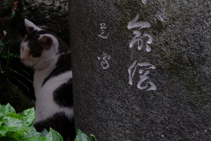 kushida shrine cat 700x467