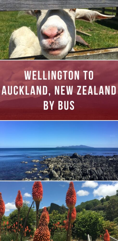 wellington to auckland new zealand by bus 491x1000