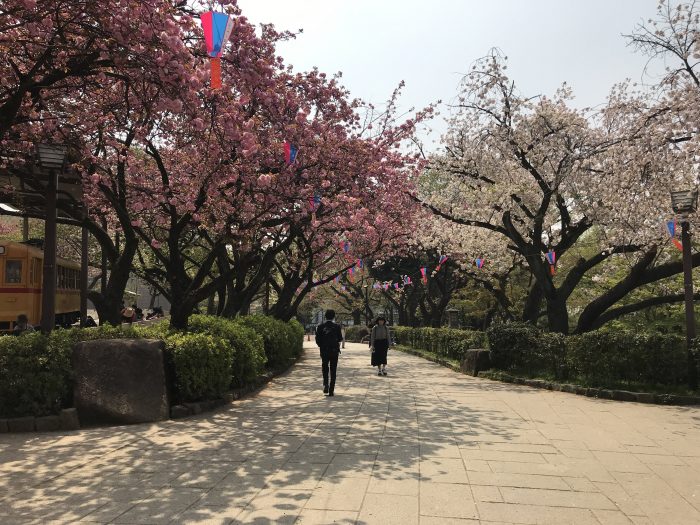 asukayama park cherry blossoms tokyo 700x525
