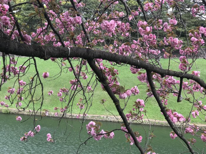 chidorigafuchi moat cherry blossoms tokyo 700x525