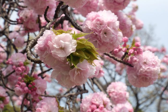 hamarikyu gardens cherry blossoms 700x467