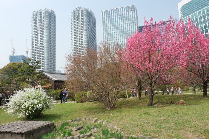 hamarikyu gardens cherry blossoms tokyo 700x467