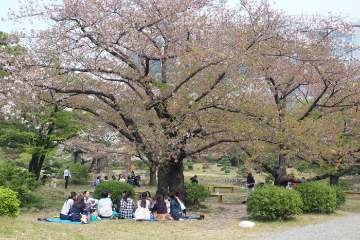 kyu shiba rikyu garden cherry blossoms tokyo hanami 700x467