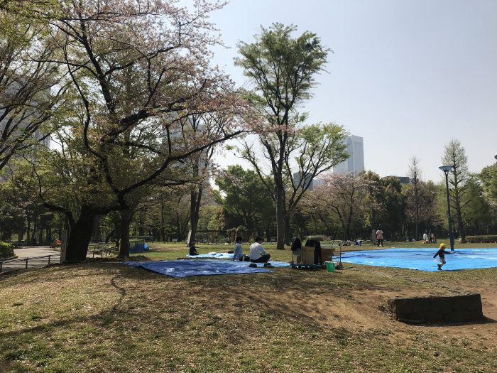 shinjuku chuo park cherry blossoms tokyo 700x525