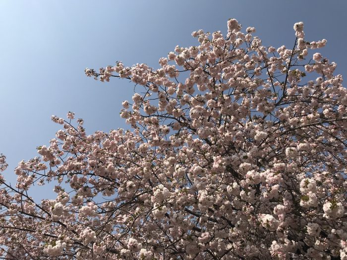 shinjuku gyoen cherry blossoms tokyo 700x525