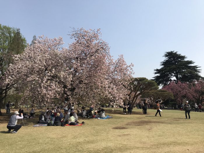 shinjuku gyoen national garden cherry blossoms tokyo 700x525