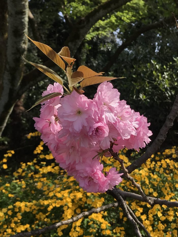 shinjuku gyoen national garden cherry blossoms tokyo close up 700x933