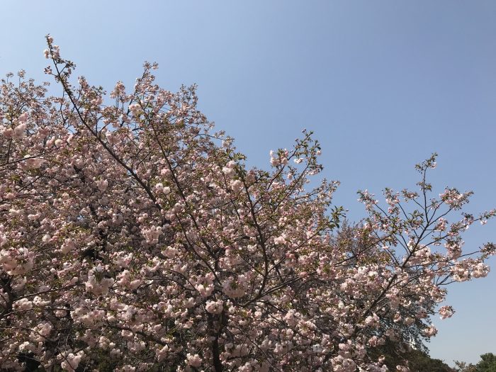 shinjuku gyoen national garden cherry blossoms tokyo trees 700x525