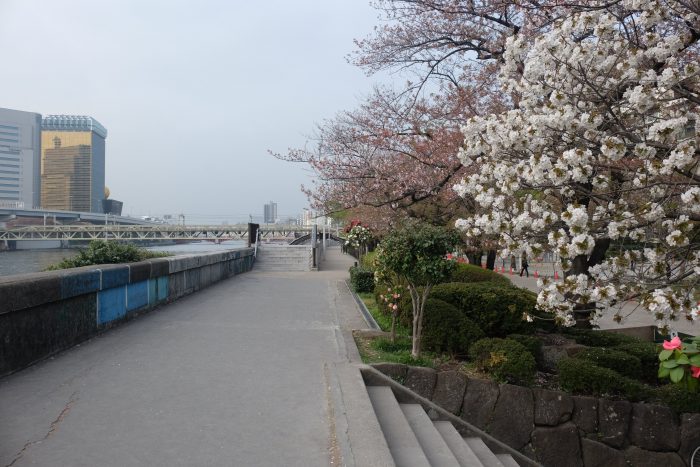 sumida park cherry blossoms tokyo 700x467