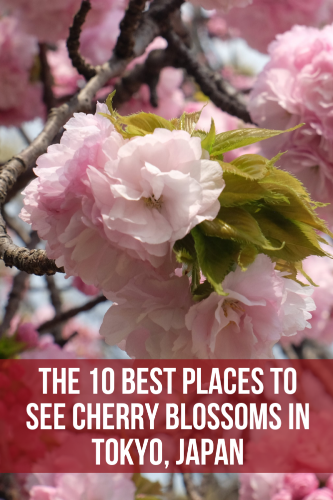 the 10 best places to see cherry blossoms in tokyo japan 667x1000