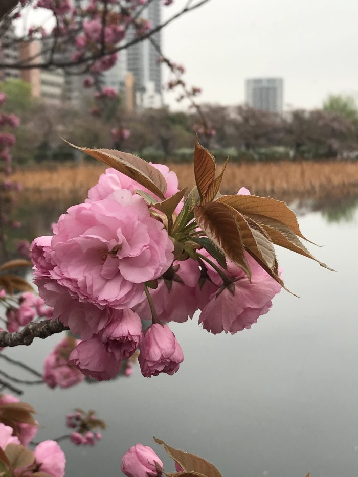 ueno park cherry blossoms 700x933