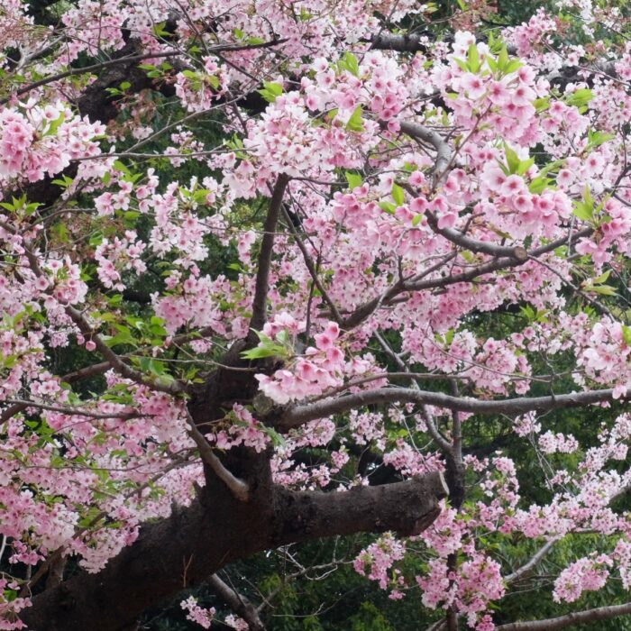ueno park cherry blossoms tokyo 700x700