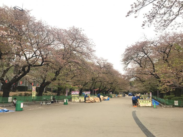 ueno park cherry blossoms tokyo hanami 700x525