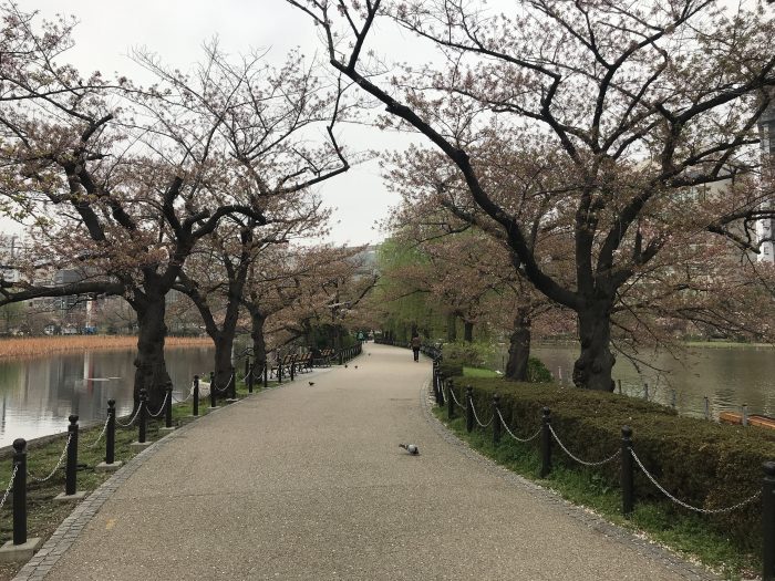 ueno park cherry blossoms tokyo path lake 700x525