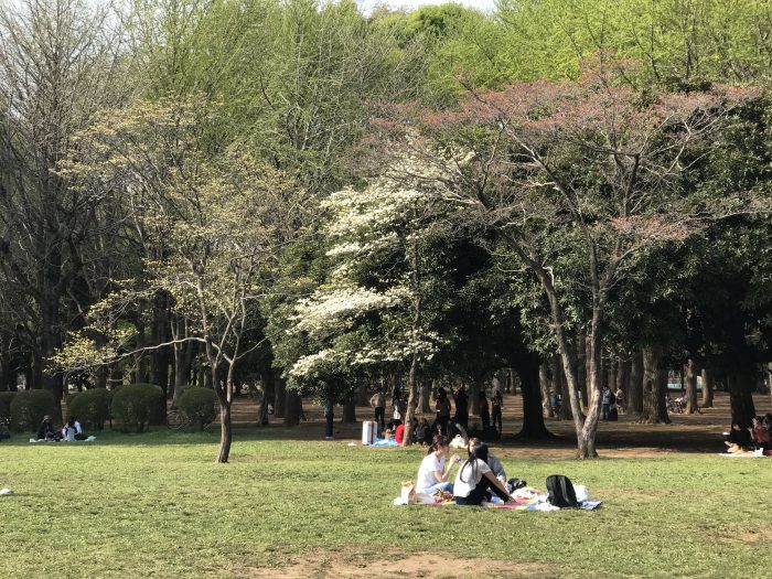 yoyogi park cherry blossoms tokyo 700x525