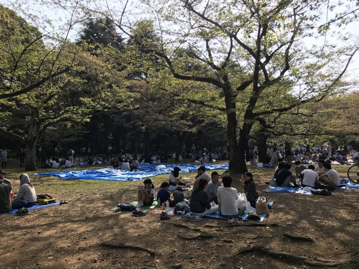 yoyogi park cherry blossoms tokyo hanami 700x525