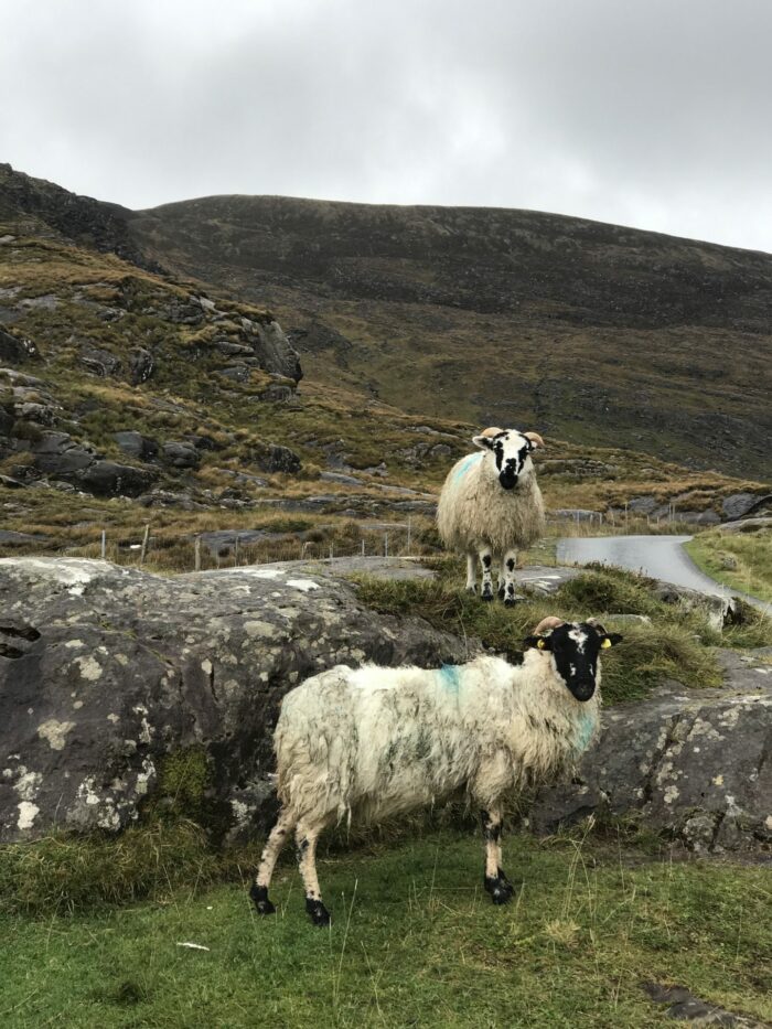 gap of dunloe sheep 700x933