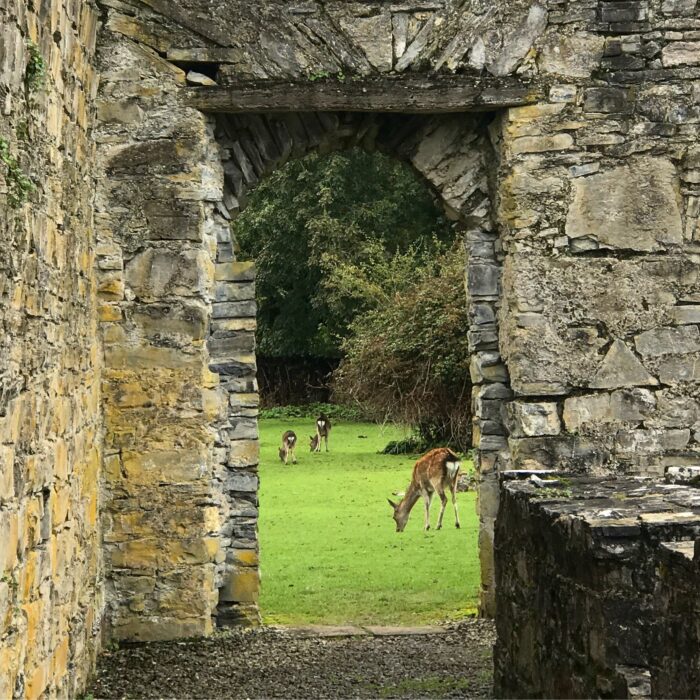 innisfallen abbey deer 700x700