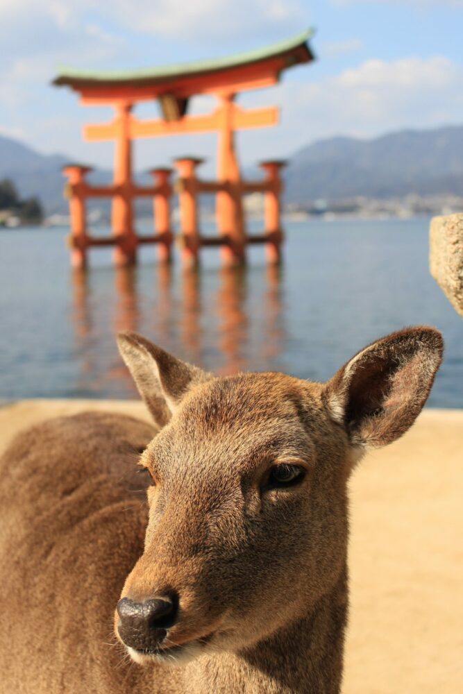 miyajima deer torii gate 667x1000 - A day trip to Miyajima from Kyoto, Japan