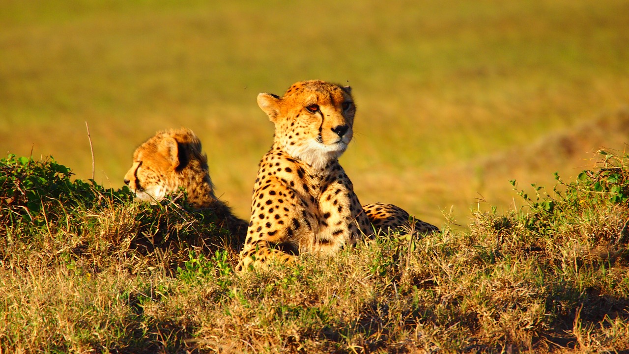 cheetah kenya safari - Travel Contests: September 2, 2015 - Kenya, Mexico, NYC and more