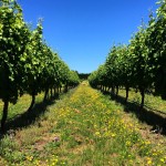Beer & Wine Tour in Nelson, New Zealand