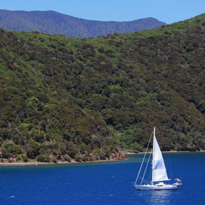 sailing queen charlotte sound 700x700 - Nelson to Wellington, New Zealand by Bus and Ferry via Picton