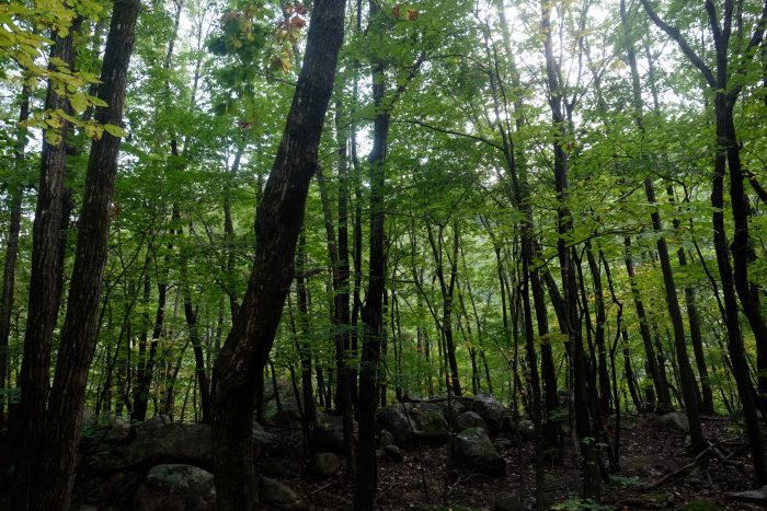 seoraksan national park biseondae hike trees 700x467 - Hiking in Seoraksan National Park - Biseondae
