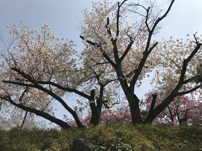 asukayama park tokyo sakura 700x525 - 10 Best Places to See Cherry Blossoms in Tokyo, Japan