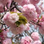 10 Best Places to See Cherry Blossoms in Tokyo, Japan