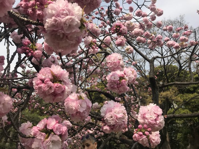 hamarikyu gardens cherry blossoms tokyo sakura 700x525 - The 10 best places to see cherry blossoms in Tokyo, Japan