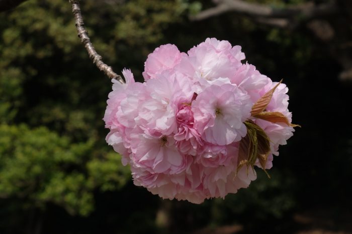 hamarikyu gardens sakura cherry blossoms tokyo 700x467 - 10 Best Places to See Cherry Blossoms in Tokyo, Japan