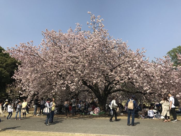 shinjuku gyoen national garden cherry blossoms tokyo hanami 700x525 - The 10 best places to see cherry blossoms in Tokyo, Japan