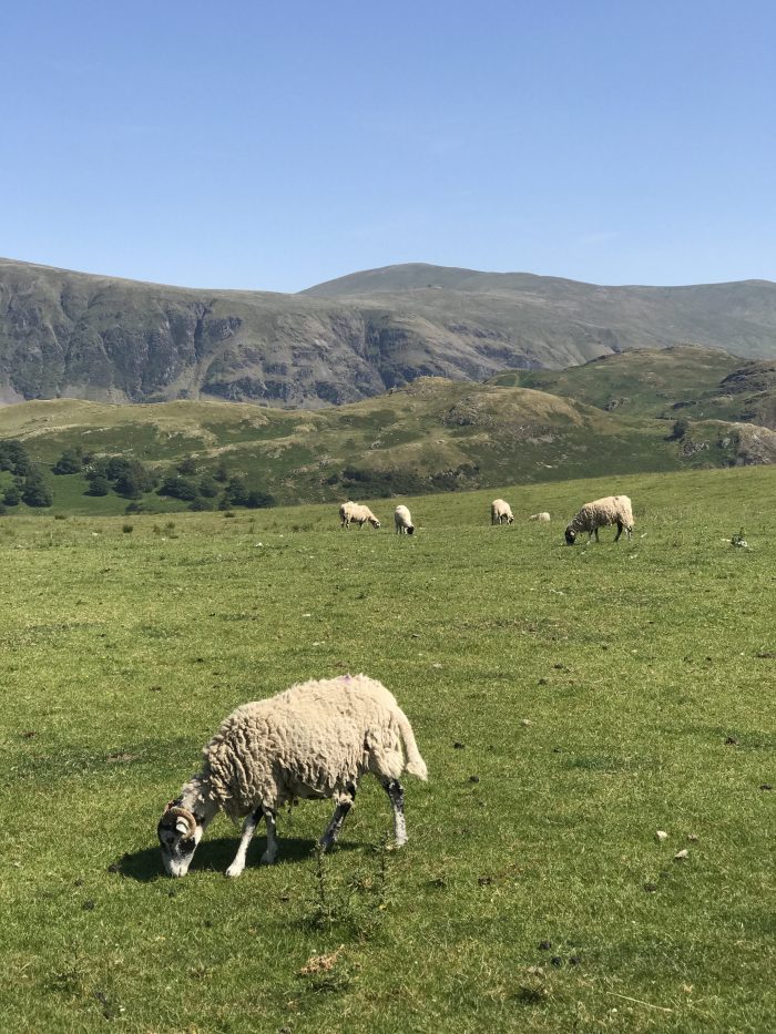 lake district farms sheep 700x933 - A visit to Castlerigg Stone Circle in the Lake District, England