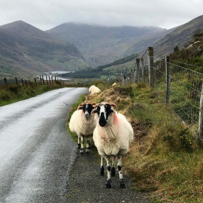 sheep gap of dunloe day trip 700x700 - The Gap of Dunloe & Killarney Lakes - Ireland at its most beautiful