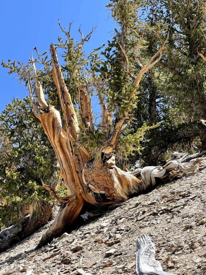 ancient bristlecone pine california 700x933 - Ancient Bristlecone Pine Forest - Home of the Oldest Trees in the World