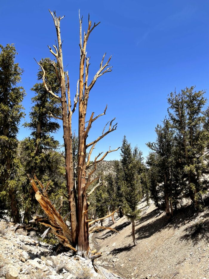 ancient bristlecone pine forest dead tree 700x933 - Ancient Bristlecone Pine Forest - Home of the Oldest Trees in the World