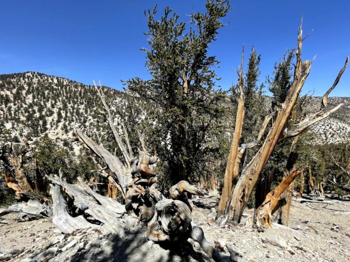 ancient bristlecone pine forest methuselah trail 700x525 - Ancient Bristlecone Pine Forest - Home of the Oldest Trees in the World