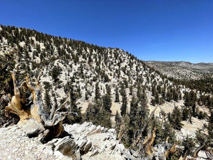 ancient bristlecone pine forest white mountains california 700x525 - Ancient Bristlecone Pine Forest - Home of the Oldest Trees in the World