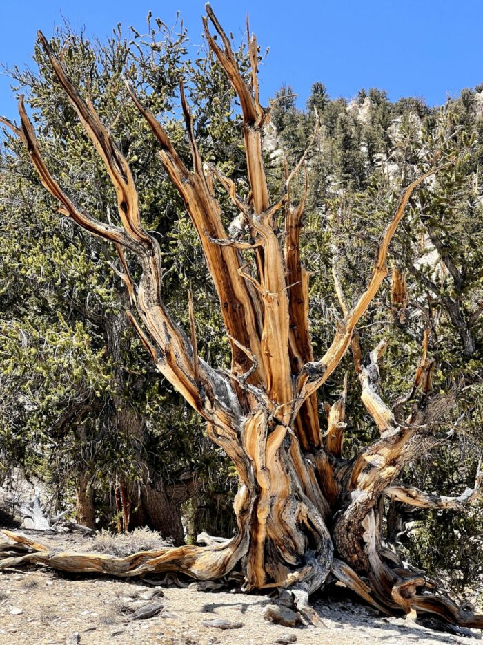 ancient bristlecone pine tree 700x933 - Ancient Bristlecone Pine Forest - Home of the Oldest Trees in the World