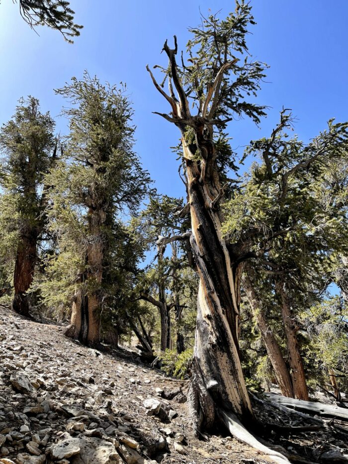 hiking ancient bristlecone pine forest 700x933 - Ancient Bristlecone Pine Forest - Home of the Oldest Trees in the World