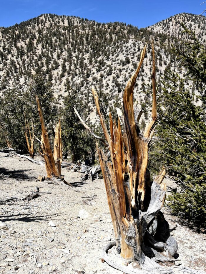 methuselah grove 700x933 - Ancient Bristlecone Pine Forest - Home of the Oldest Trees in the World