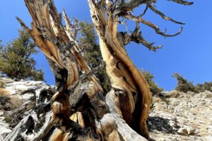 Ancient Bristlecone Pine Forest – Home of the Oldest Trees in the World