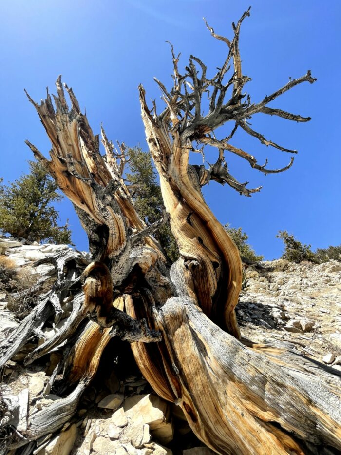 twisted ancient bristlecone pine tree 700x933 - Ancient Bristlecone Pine Forest - Home of the Oldest Trees in the World