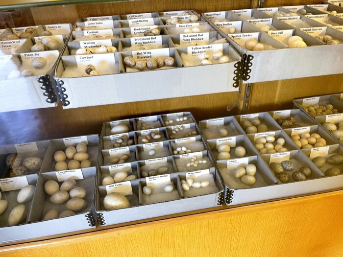 eastern california museum bird eggs 700x525 - Eastern California Museum