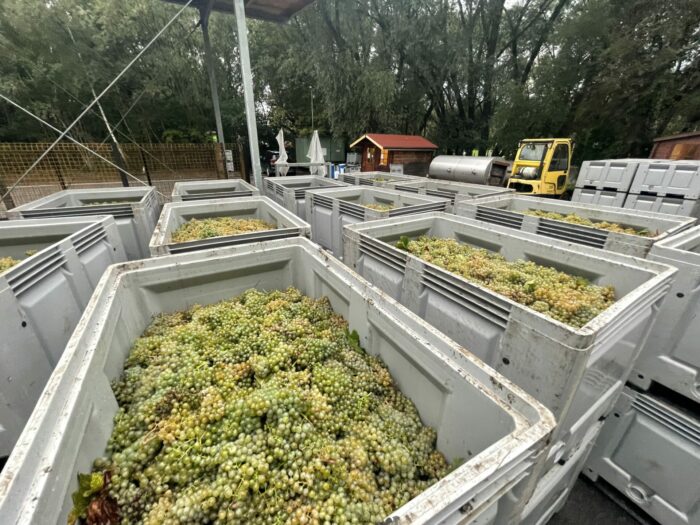 bzenec castle winery grapes production 700x525